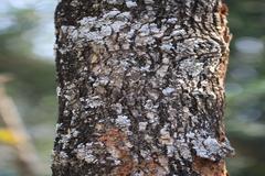 Alangium salviifolium